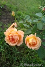 Lady of Shalott Lady of Shalott