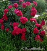 Roter Korsar Roter Korsar