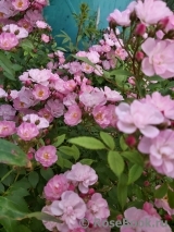 Heavenly Pink Heavenly Pink