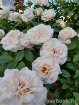 Lions Rose Lions Rose