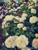 Lions Rose Lions Rose