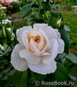Lions Rose Lions Rose