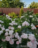 Hans Gonewein Rose Hans Gonewein Rose