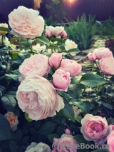 Hans Gonewein Rose Hans Gonewein Rose