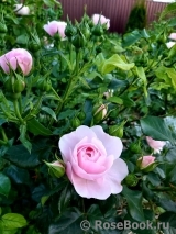 Hans Gonewein Rose Hans Gonewein Rose