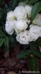White Morsdag White Morsdag