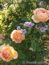 Lady of Shalott Lady of Shalott