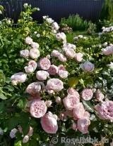 Hans Gonewein Rose Hans Gonewein Rose