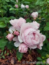 Hans Gonewein Rose Hans Gonewein Rose