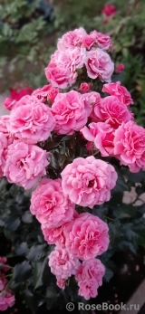 Tickled Pink Tickled Pink