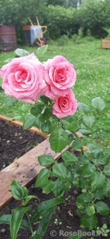 Tickled Pink Tickled Pink