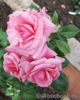 Tickled Pink Tickled Pink