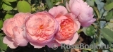 Strawberry Hill Strawberry Hill