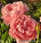 Strawberry Hill Strawberry Hill