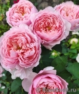 The Alnwick Rose The Alnwick Rose