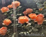 Lady of Shalott Lady of Shalott