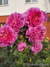 Princess Anne Princess Anne