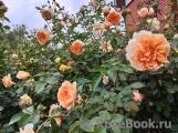 Port Sunlight Port Sunlight