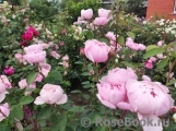 The Alnwick Rose The Alnwick Rose