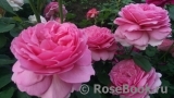 Princess Alexandra of Kent Princess Alexandra of Kent