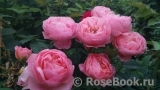The Alnwick Rose The Alnwick Rose
