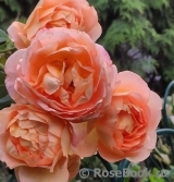 Lady of Shalott Lady of Shalott