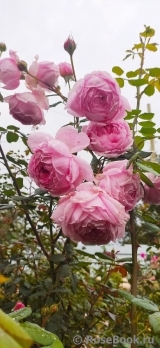 Alan Titchmarsh Alan Titchmarsh
