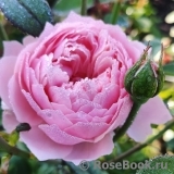 The Alnwick Rose The Alnwick Rose