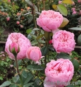 The Alnwick Rose The Alnwick Rose