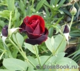 Perle Noire Perle Noire