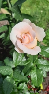 Chandos Beauty Chandos Beauty
