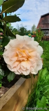 Chandos Beauty Chandos Beauty