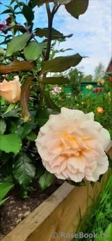 Chandos Beauty Chandos Beauty