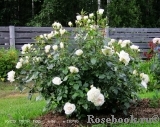 Lions Rose Lions Rose