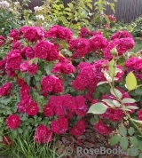 Roter Korsar Roter Korsar