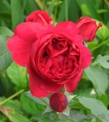 Ruban Rouge Ruban Rouge