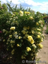 Golden Border Golden Border
