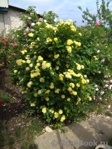 Golden Border Golden Border