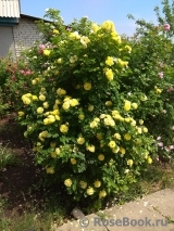 Golden Border Golden Border