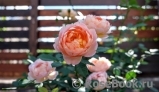 Lady of Shalott Lady of Shalott