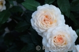 Chandos Beauty Chandos Beauty