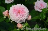 Amaretto- Amaretto-