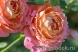 Briosa ® Briosa ®
