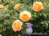 Lady of Shalott Lady of Shalott