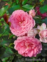 Amica ® Amica ®