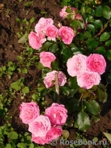 Amica ® Amica ®