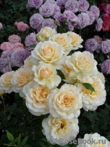 Chandos Beauty Chandos Beauty