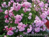 Heavenly Pink Heavenly Pink
