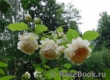 Ginger Syllabub Ginger Syllabub