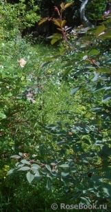 Rosa glauca Rosa glauca